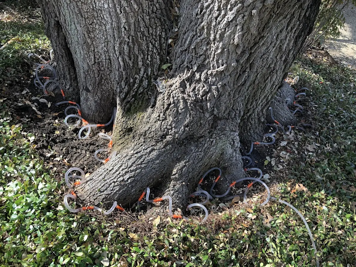 Detailed Shrub and Hedge Trimming job site in Saxton