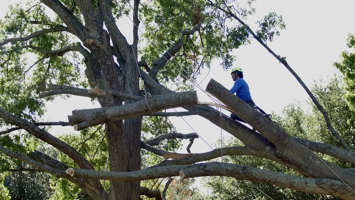 Professional Crown Thinning performed by certified arborists in Saxton
