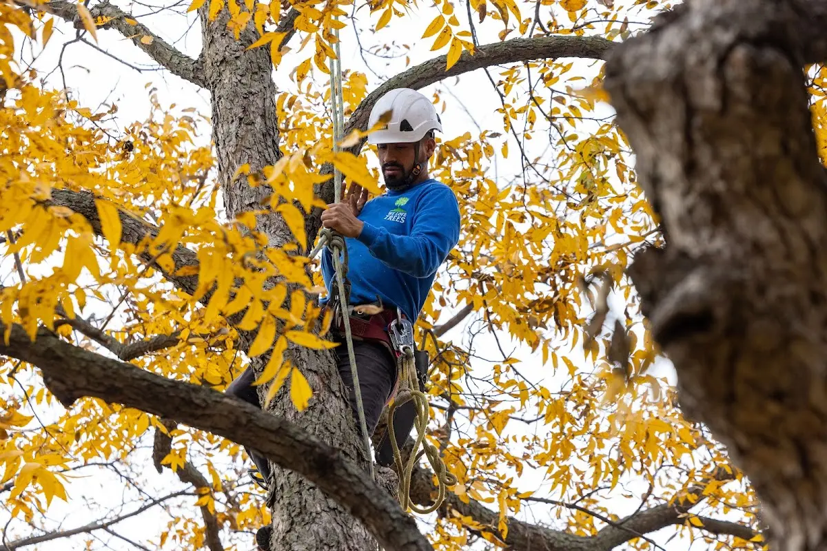 Skilled Tree Planting crew working in Saxton